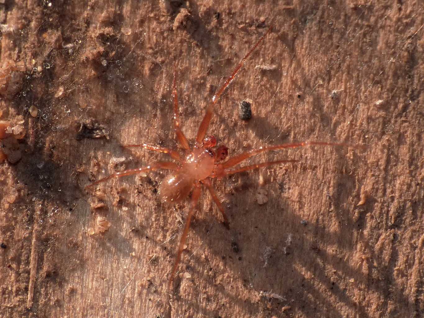 Maschio di Nesticus sp. - Torrimpietra (RM)